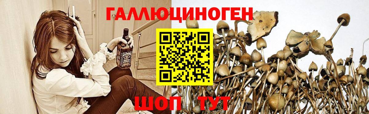 Иркутск  Псилоцибиновые грибы мухоморы  Псилоцибиновые грибы GOLDEN TEACHER  Вход с VPN 